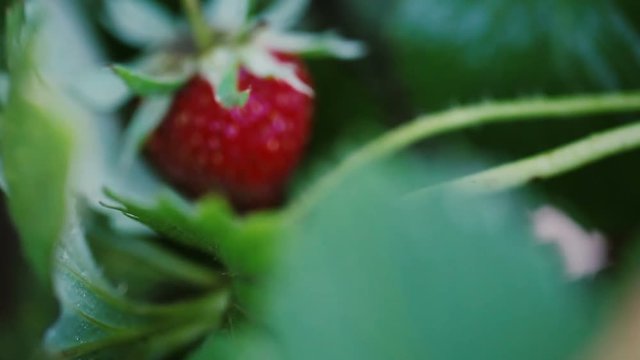 Wild Red Strawberries Growing On Bush With Focus Change