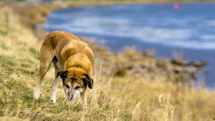 Hund im goldenen Schnitt