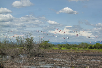 Animal life in the south west of Honduras at Choluteca, amazing wildlife in the countryside at the mangrove swamp just an awesome landscape for birdwatching