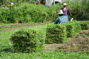 Harvesting sod or turf to be sold commercially