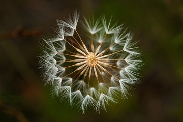 Agoseris Seed Circle