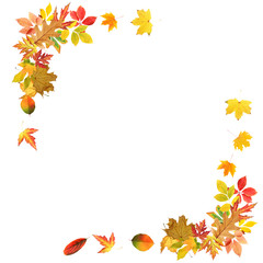 Frame of beautiful autumn leaves on white background