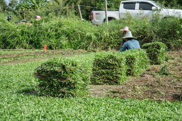 Harvesting sod or turf to be sold commercially