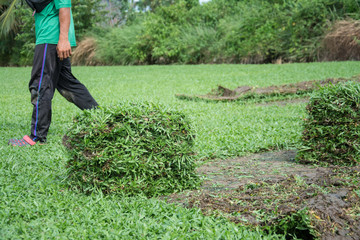 Harvesting sod or turf to be sold commercially
