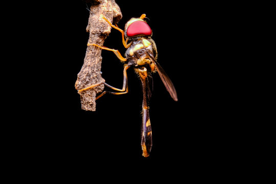 Fly flower It is a medium to large flies. Some species look like bees. But the adults do not bite or sting. It can be found everywhere, depending on the type of residence.