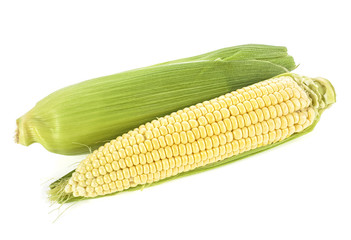 Sweet corn with shell on a white background. Corn cobs.