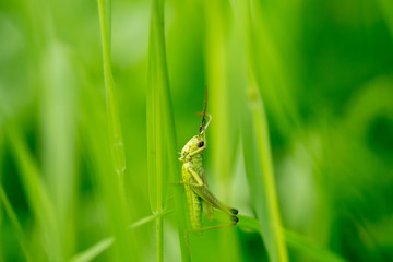 Grasshopper on the leaf of grass close up.