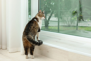 Cute cat standing near window at home