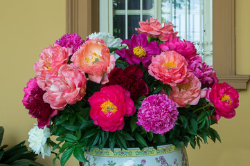 Vaso di peonie coloratissime davanti ad una finestra