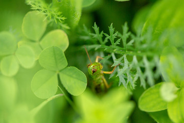 Grasshopper on the leaf of grass close up.