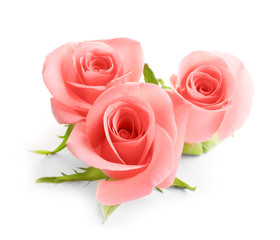 Naklejka premium Beautiful roses on white background