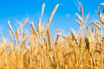 wheat spike and blue sky close-up. a golden field. beautiful view. symbol of harvest and fertility....