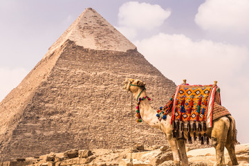 A camel with The Pyramids at the background, Cairo, Egypt.