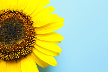Fototapeta premium Beautiful bright sunflower on color background, top view