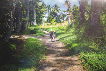 Beagle dog in nature among rice fields, Bali island.