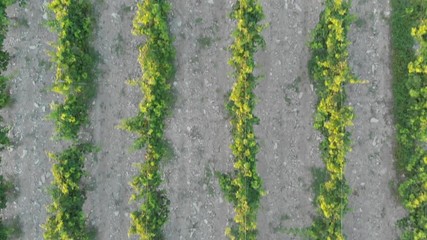 Aerial photography of the vineyard at sunset.