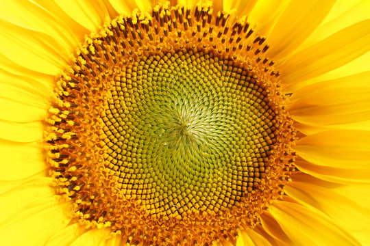Beautiful bright sunflower as background