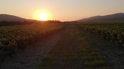 Aerial photography of the vineyard at sunset.