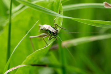 Grasshopper on the leaf of grass close up.