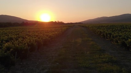 Aerial photography of the vineyard at sunset.