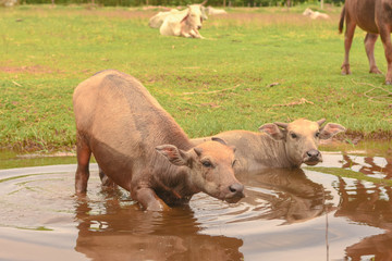 Two buffalo ducks are immersed in a mud swamp.