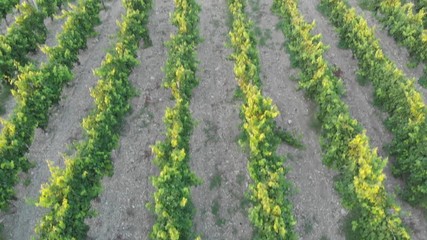 Aerial photography of the vineyard at sunset.