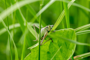 Grasshopper on the leaf of grass close up.