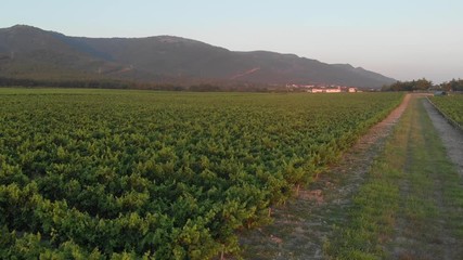 Aerial photography of the vineyard at sunset.