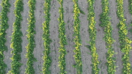 Aerial photography of the vineyard at sunset.