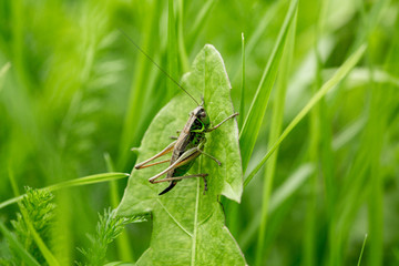 Grasshopper on the leaf of grass close up.