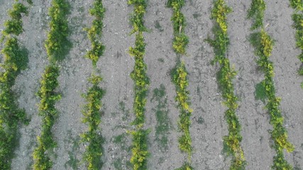 Aerial photography of the vineyard at sunset.