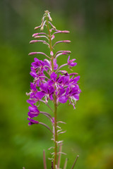 Fireweed - Isolated on Green