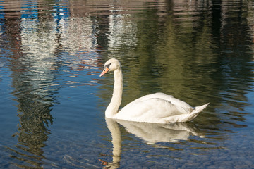 Naklejka premium Schwan auf der Donau