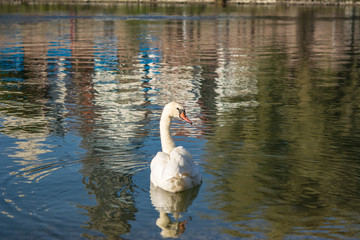 Schwan auf der Donau