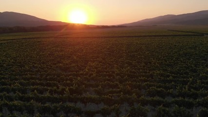Aerial photography of the vineyard at sunset.