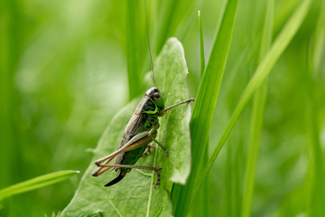Grasshopper on the leaf of grass close up.