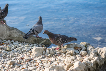 Taube an Umer Donau