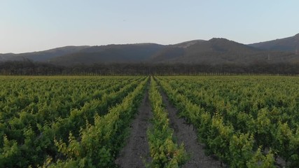 Aerial photography of the vineyard at sunset.