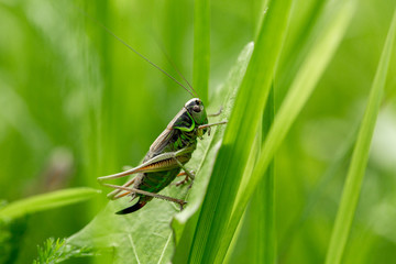 Grasshopper on the leaf of grass close up.