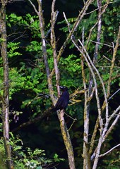 Schwarzspecht (Dryocopus martius)