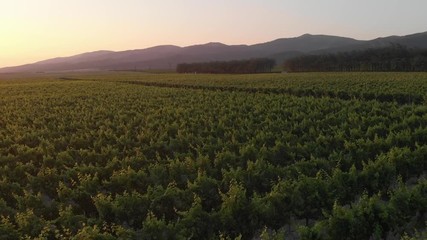Aerial photography of the vineyard at sunset.