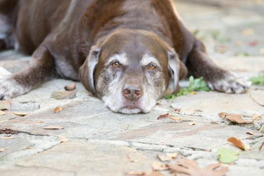 A senior dog patiently waiting