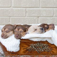 Adorable collection of four puppies asleep in a blanket