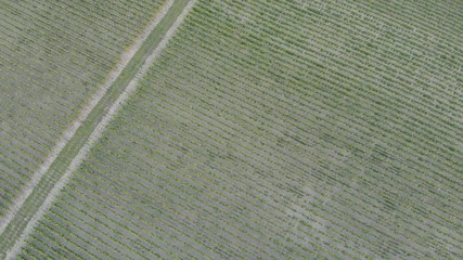 Aerial photography of the vineyard at sunset.