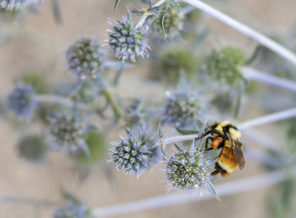 Orange Belted Bumble Bee on Flowers