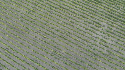 Aerial photography of the vineyard at sunset.