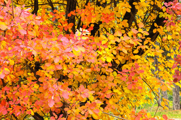 Beautiful autumn tree with red, orange and yellow leaves in  forest 