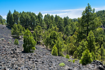 Wald auf der Vulkanroute La Palma Kanaren