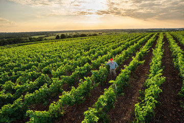 Top view. A winegrower in his vines at sunset