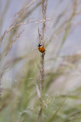 Ladybug on Tall Grasses Blowing in the Breeze